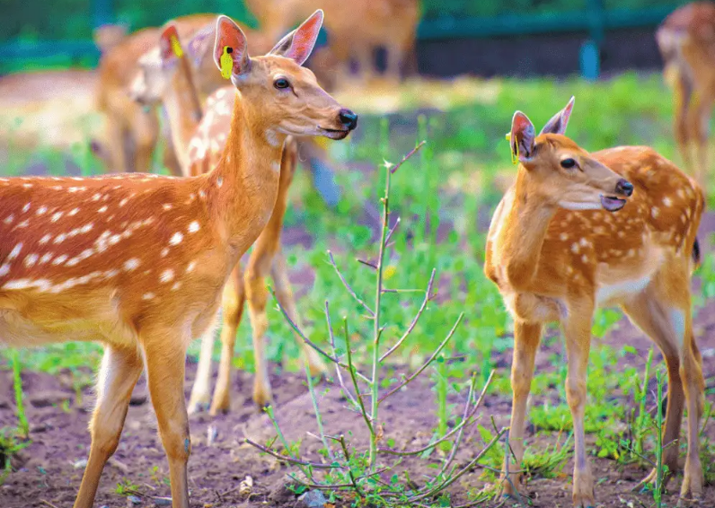 雙陽梅花鹿特色產業 圖片來源 新華社.jpg