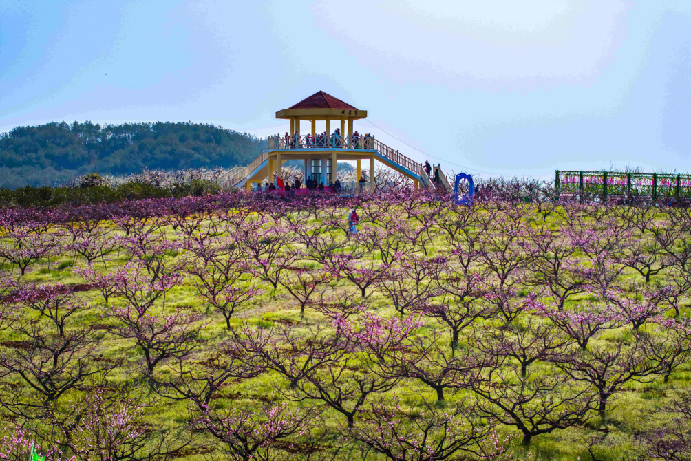 图5：桃园赏桃花 （刘远庆 摄）(1).png