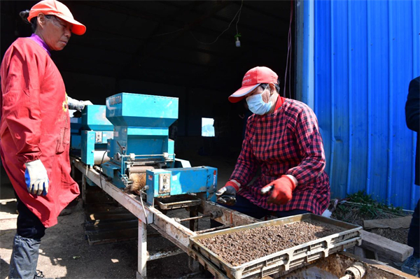 2.安徽巢湖：搶抓春耕好農時 再生水稻育秧忙.jpg