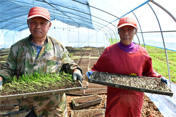 3.安徽巢湖：搶抓春耕好農時 再生水稻育秧忙.jpg