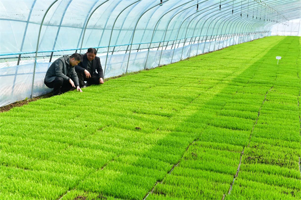 4.安徽巢湖：搶抓春耕好農時 再生水稻育秧忙.jpg