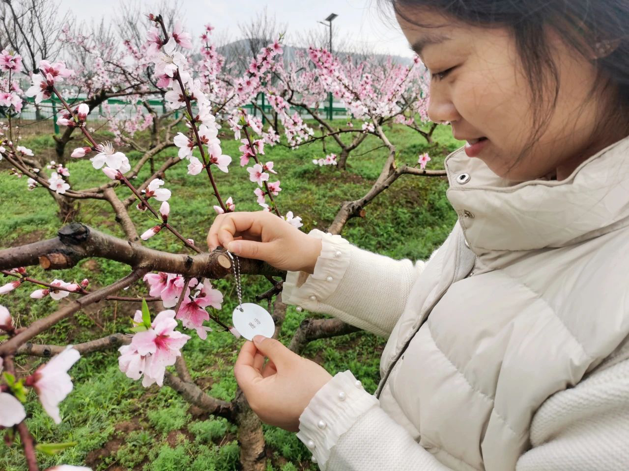 2.安徽巢湖:桃花節「花」式寵客 讓你「桃」醉.png