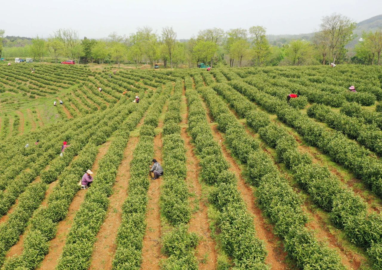 2.安徽巢湖:春茶全面開採.png
