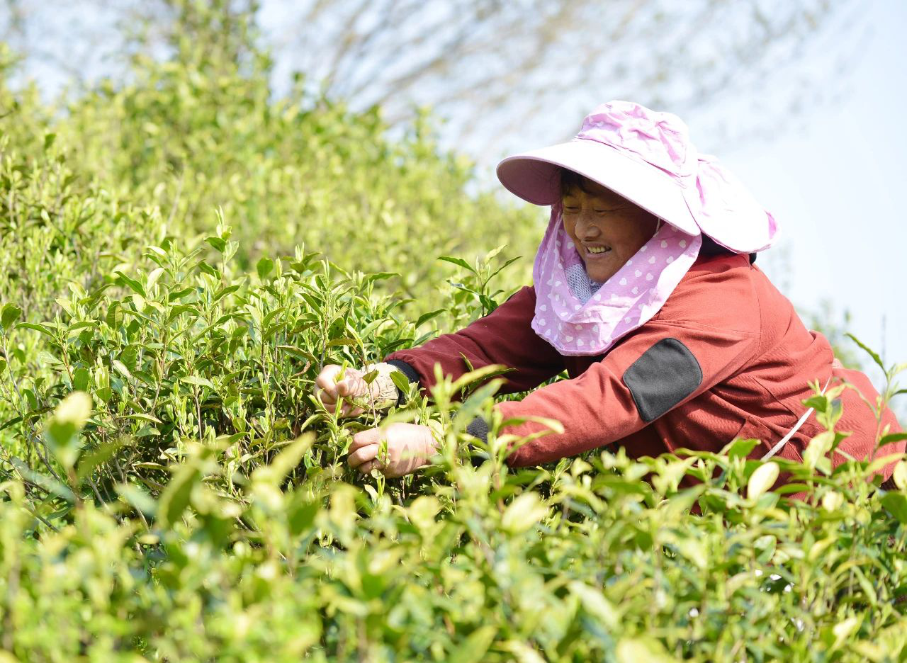 3.安徽巢湖:春茶全面開採 (1).png