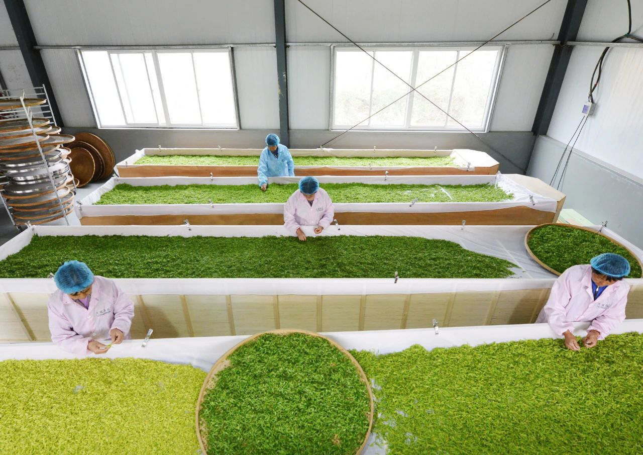 4.安徽巢湖:春茶全面開採 (1).png