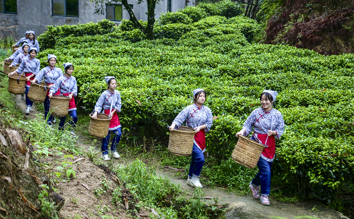 3采茶去.jpg