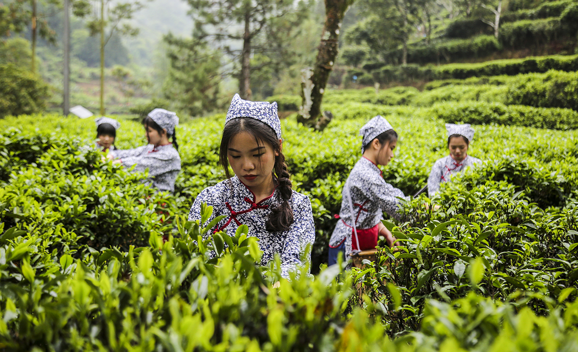 4采茶.jpg