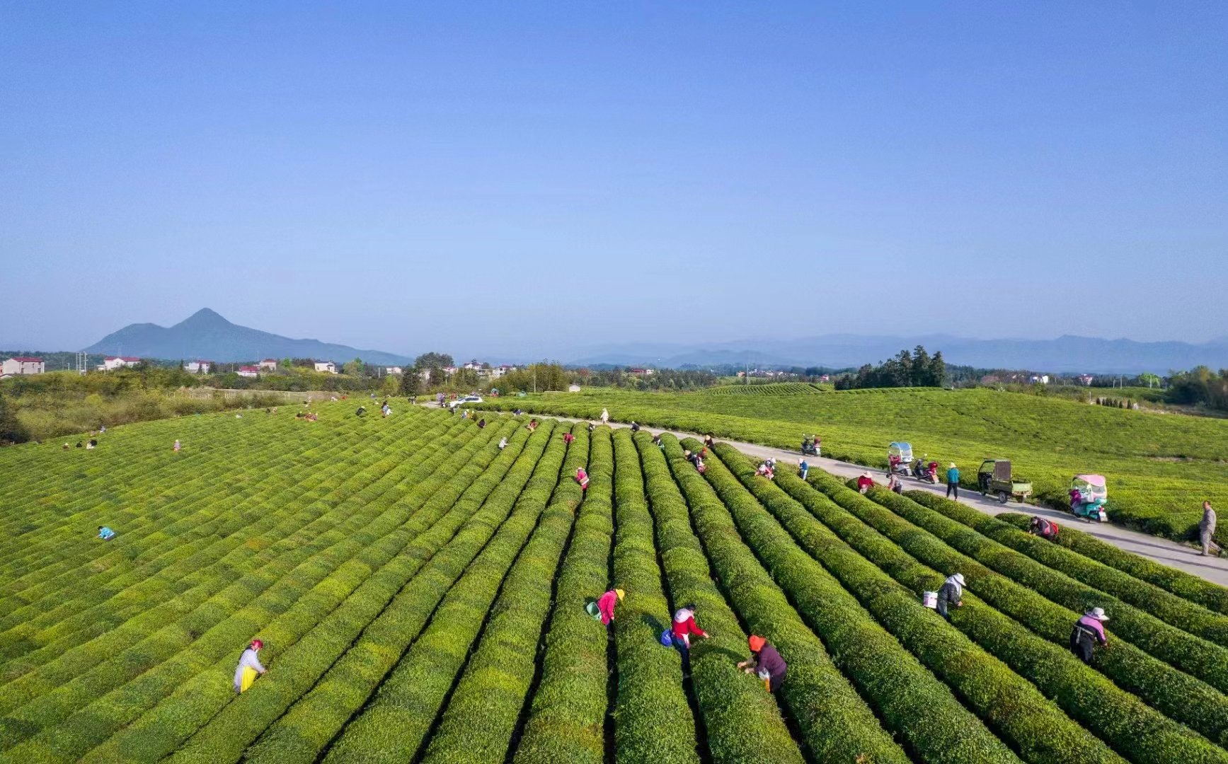 图四 四月正是春茶收获季.jpg
