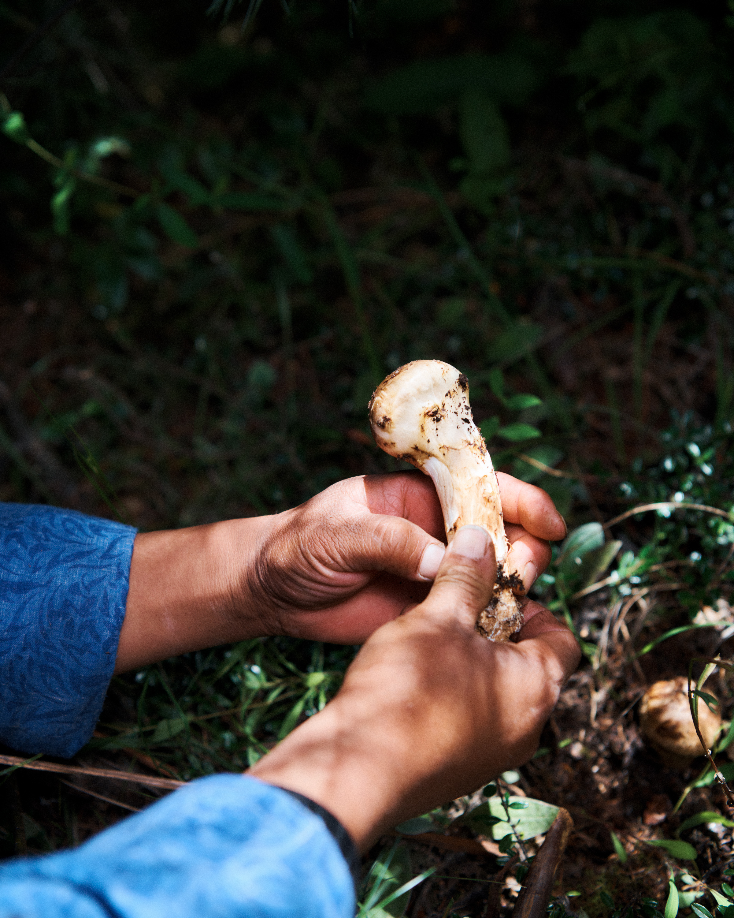 Mushrooms in Bhutan 1.jpg