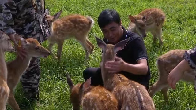 图一 王永三和他的鹿儿们.jpg