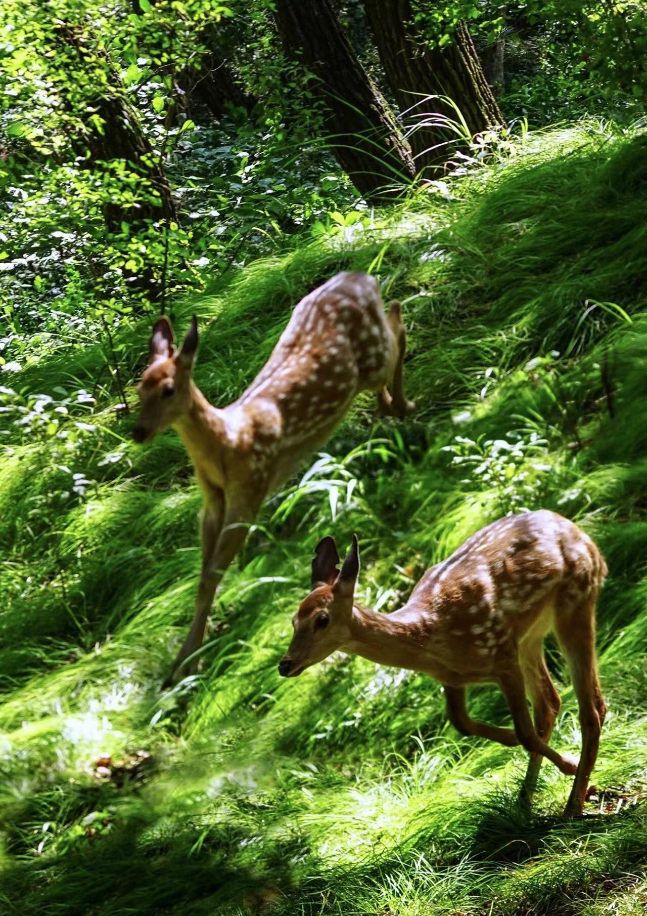 图三 鹿园里绿野逐鹿，活力四射.jpg