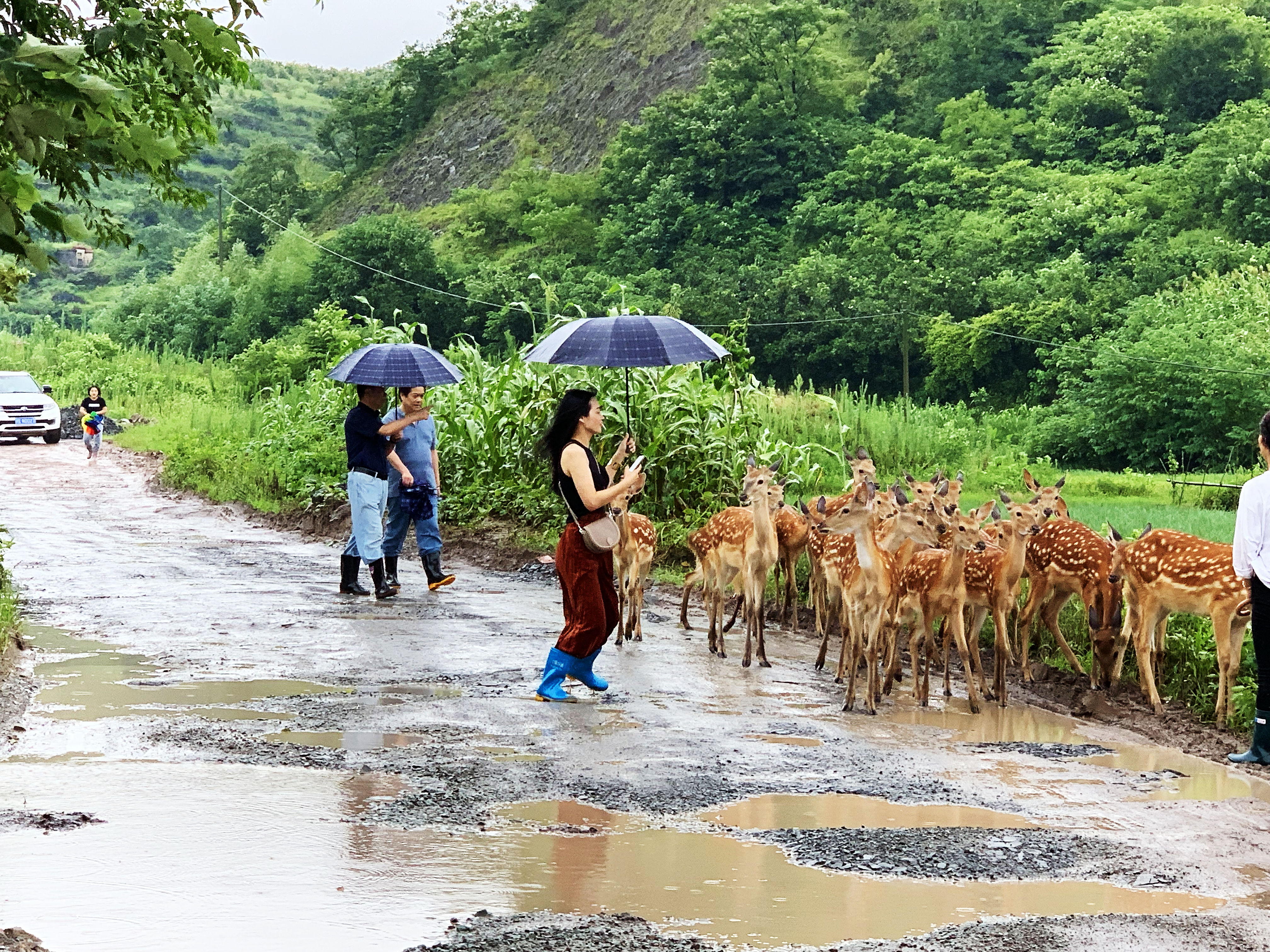 图四 梅花鹿与游客的温馨瞬间.jpg