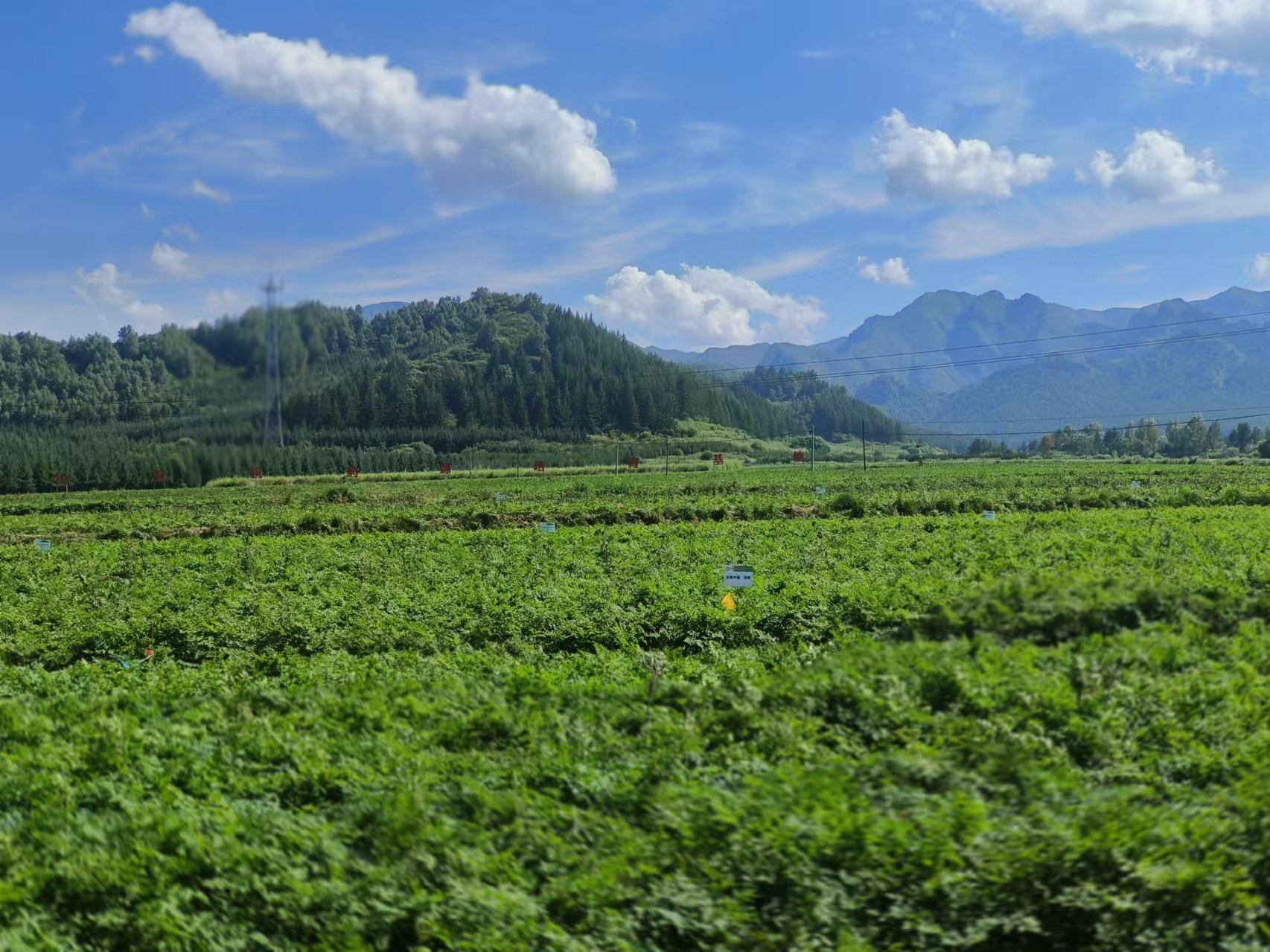 渭源县会川镇有机药源基地.jpg