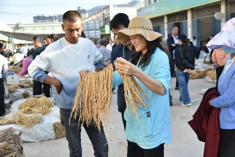 渭源县中药材交易市场“渭源白条党参”交易场景.jpg