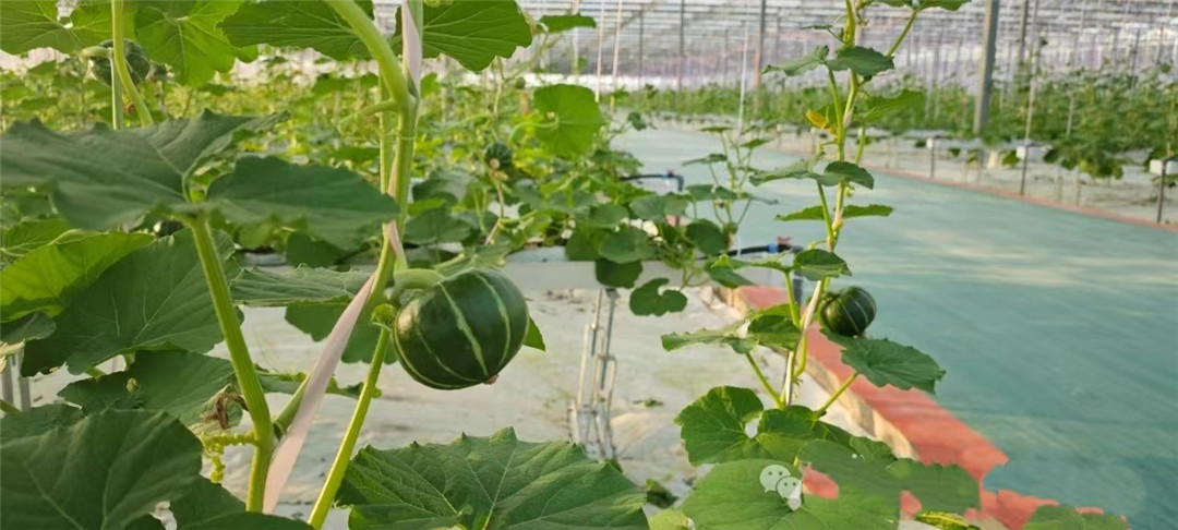 图3:贝贝南瓜在万年中科汇农数字产业园茁壮成长.jpg