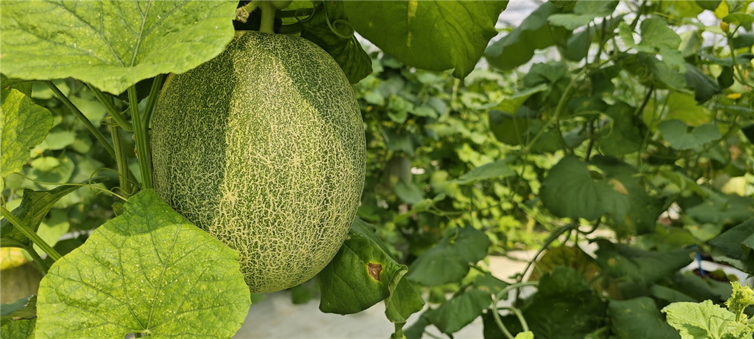 图5:中科汇农的哈密瓜成熟了.jpg