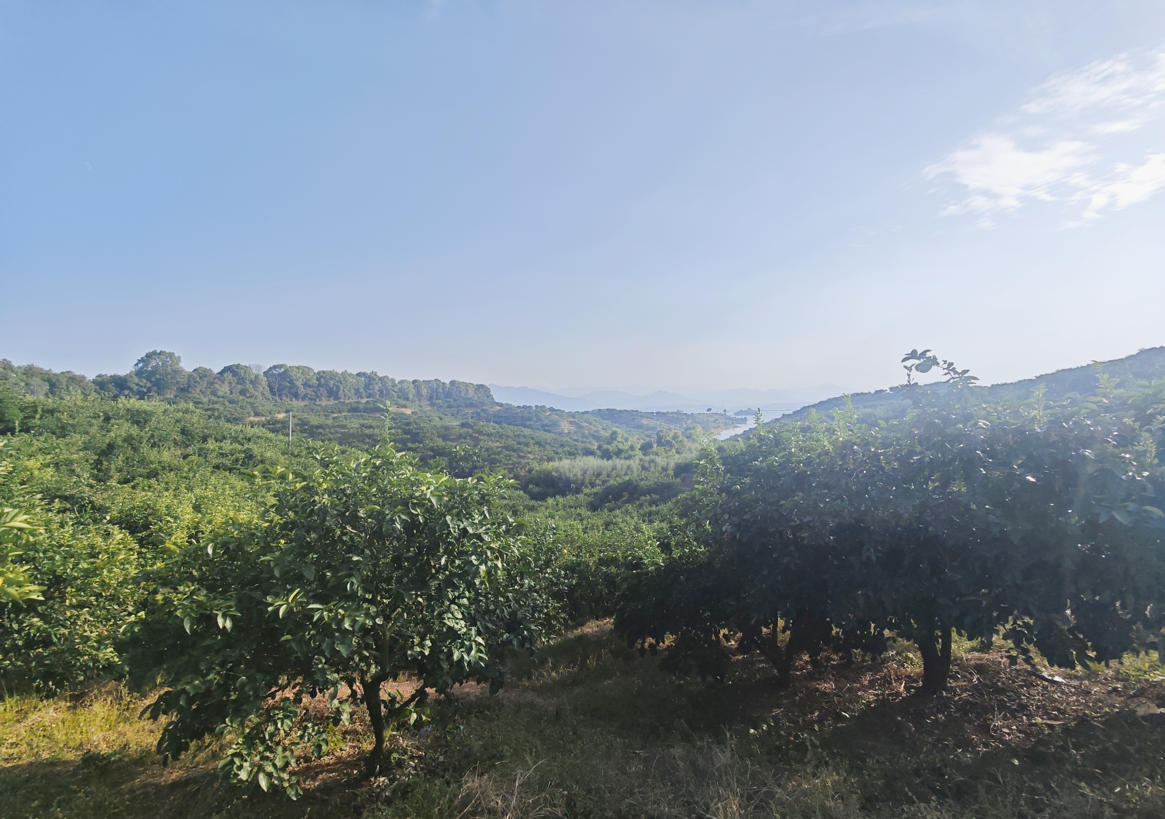 图二 新光2000亩枳壳种植基地.jpg