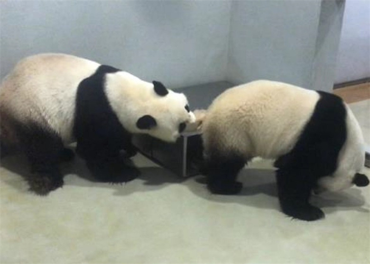 乐乐（左）和盈盈（右）交配。资料图.jpg