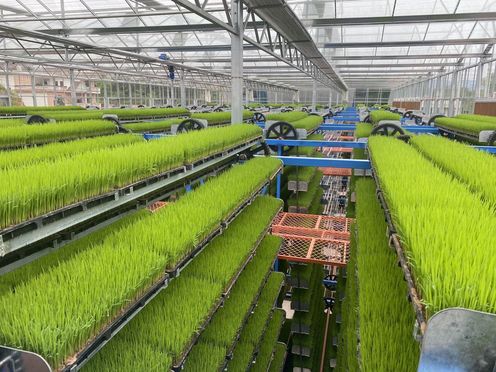 配圖3:育秧中心工廠化育秧.jpg