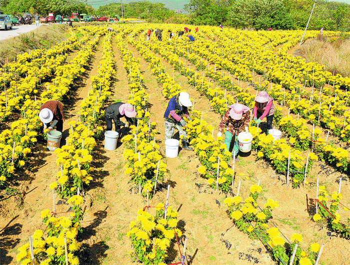 2.安徽巢湖:菊花產業敲開「花樣」致富門.jpg