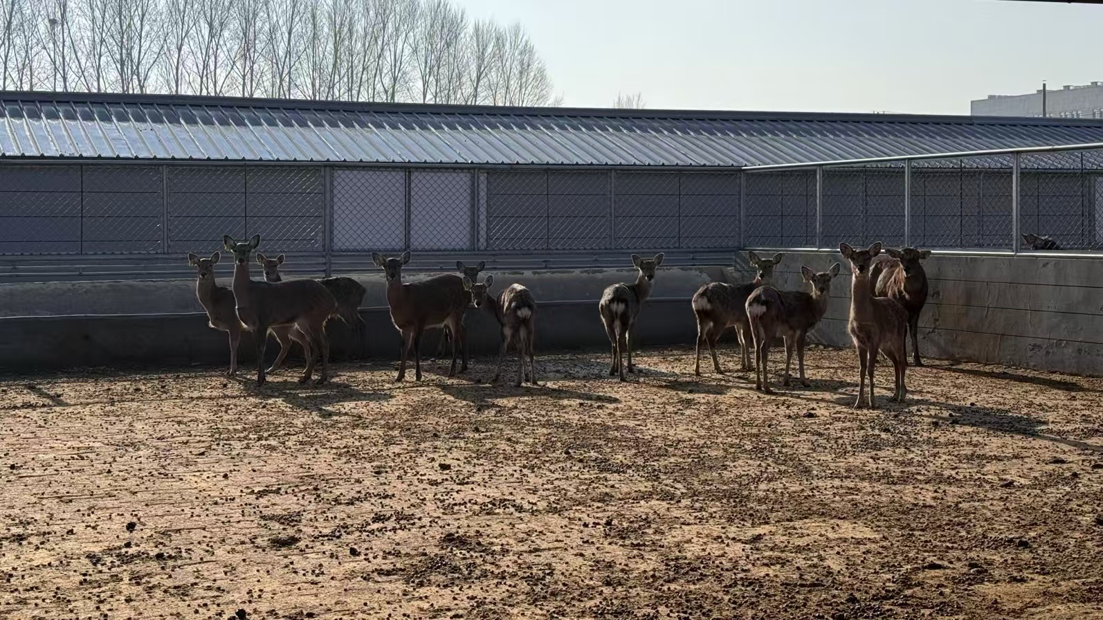 圖說二:梅花鹿養殖場.jpg