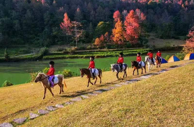 2.德保矮馬漫遊紅楓湖。黃靖 攝.jpg