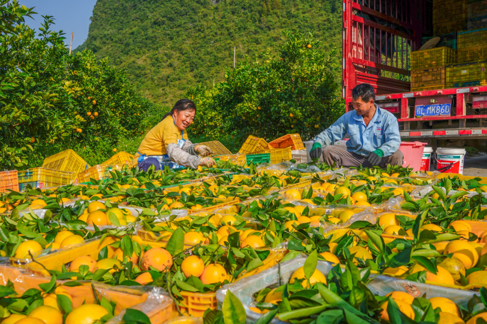 3、德保臍橙豐收。黃少將 攝.jpg