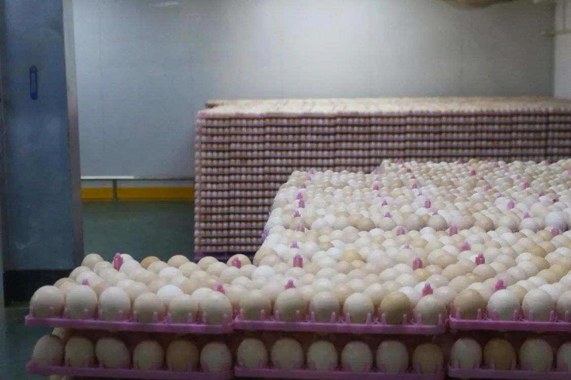 圖說二:種蛋正在庫房存放 將被送進孵化室孵化.jpg