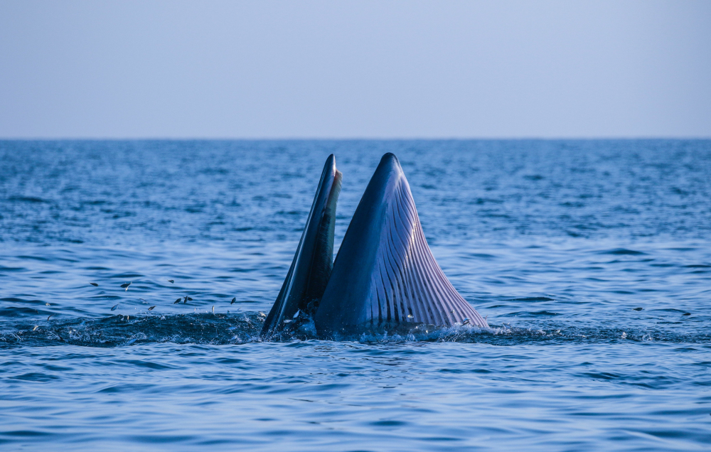 2、布氏鯨在潿洲島海域捕食（陳炳耀 攝）.jpg