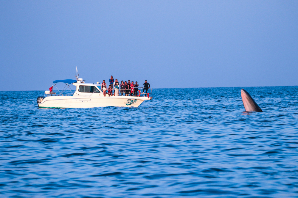1、游客乘船在涠洲岛观鲸（陈炳耀 摄）.jpg
