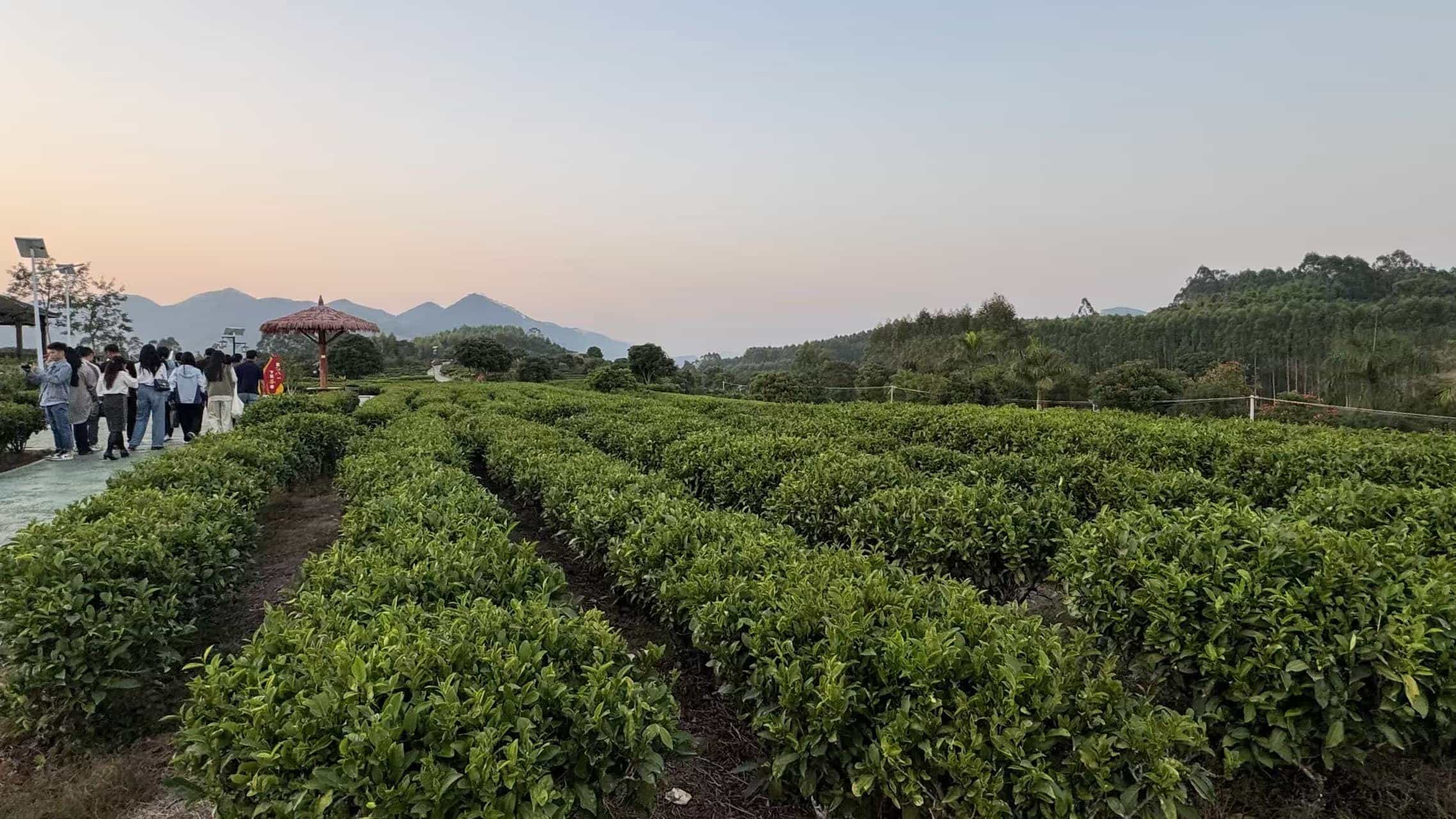 圖3 白洋鄉下徑村茶園 李南軒 攝.jpg