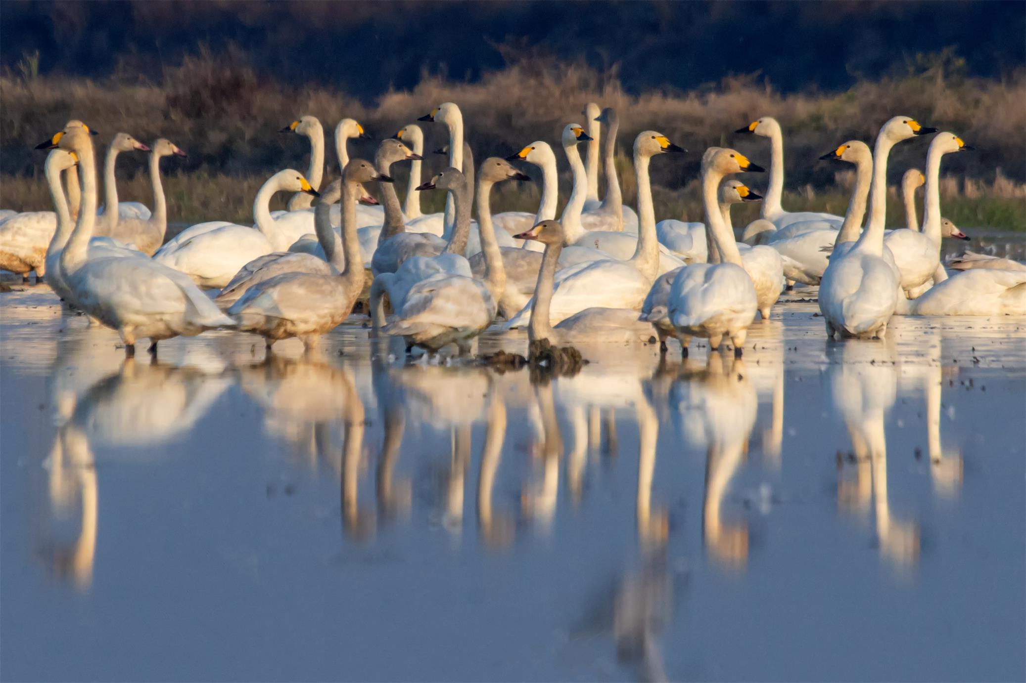 图二湖中精灵 张小林摄.jpg