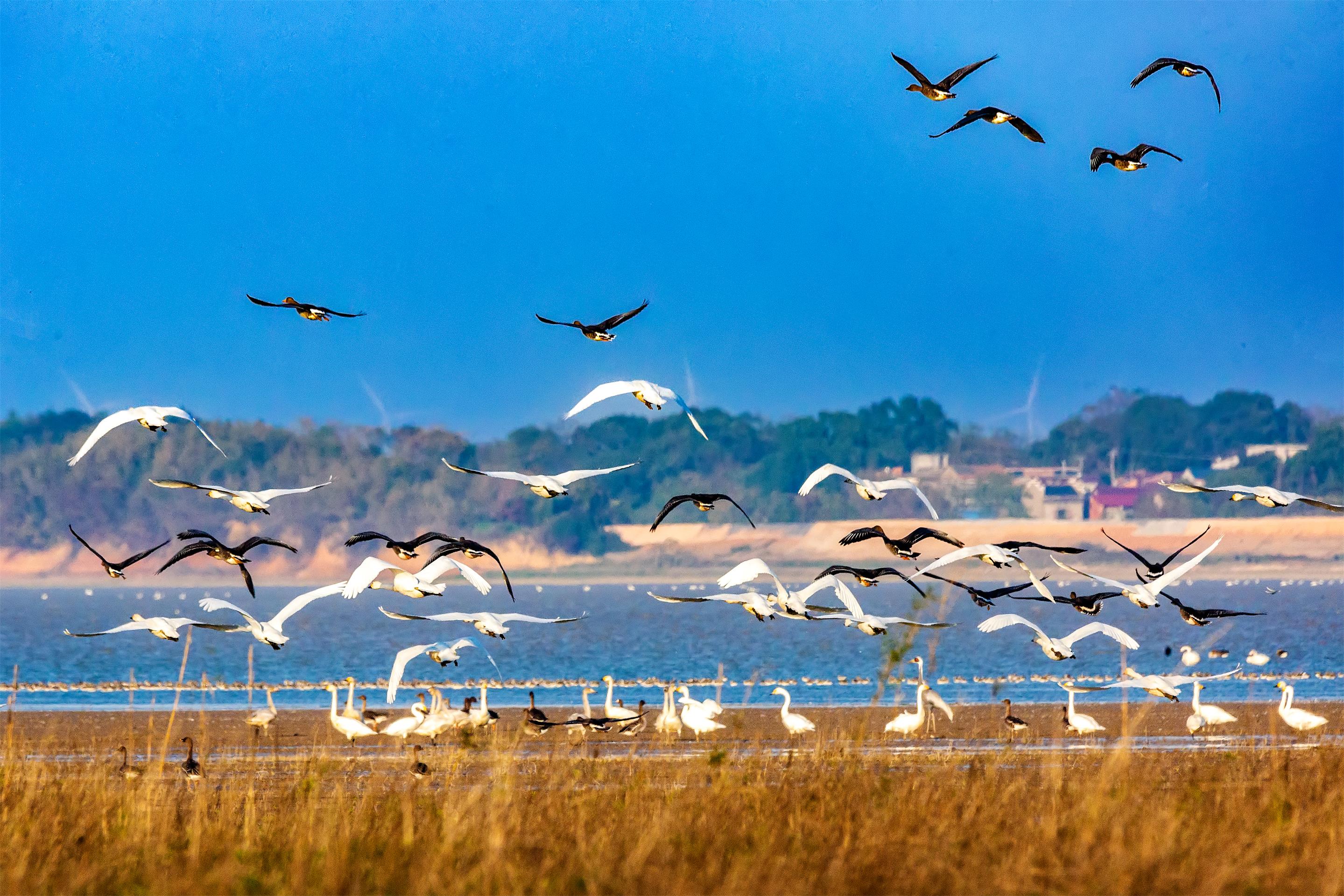 图三：黑白交错 刘远庆摄.jpg