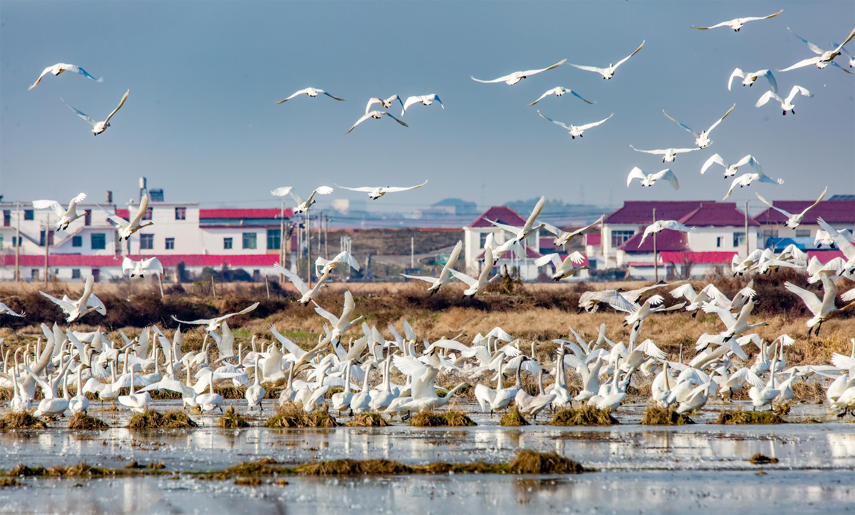 图四候鸟食堂 刘远庆摄.jpg