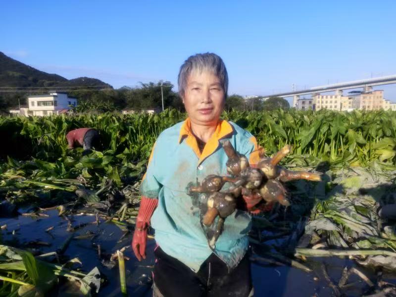 3 收获新鲜茨菇.jpg