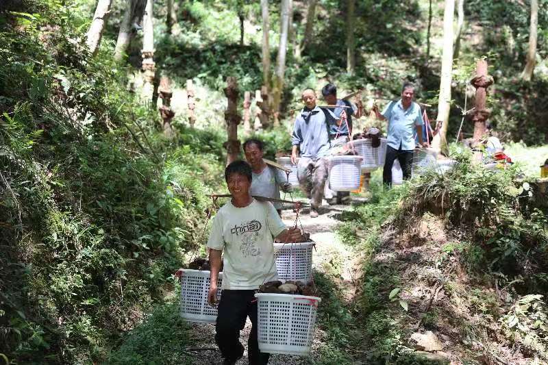 配图3:安远县龙布林场与塘村乡龙庄村“场村共建”共同发展林下灵芝喜获丰收(安远县林业局供图).jpg
