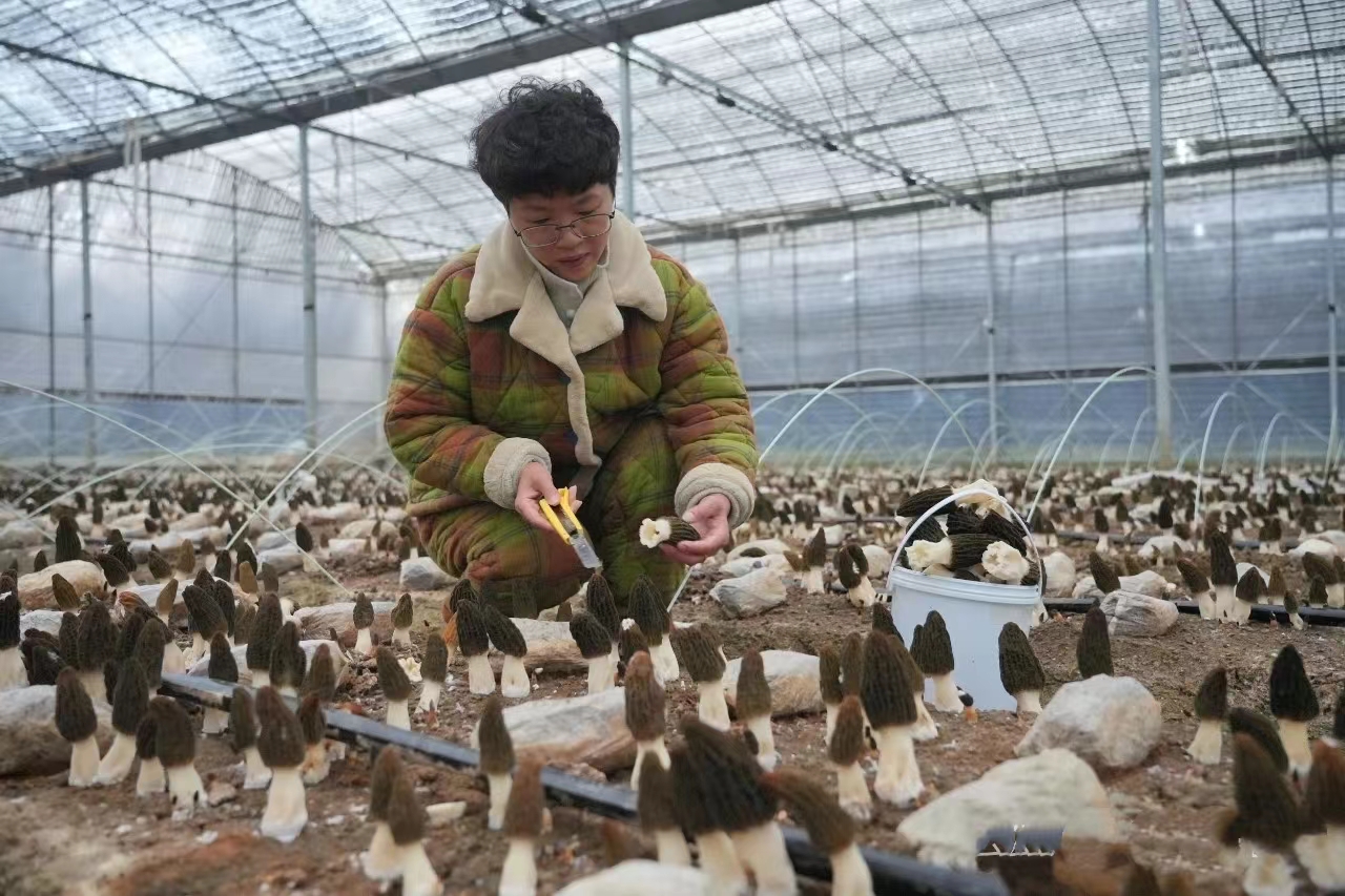 图1:春暖花开之际羊肚菌采摘忙.jpg