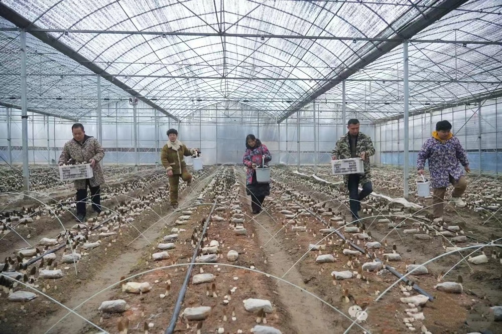 图2:江西江畔农业科技有限公司的羊肚菌基地.jpg