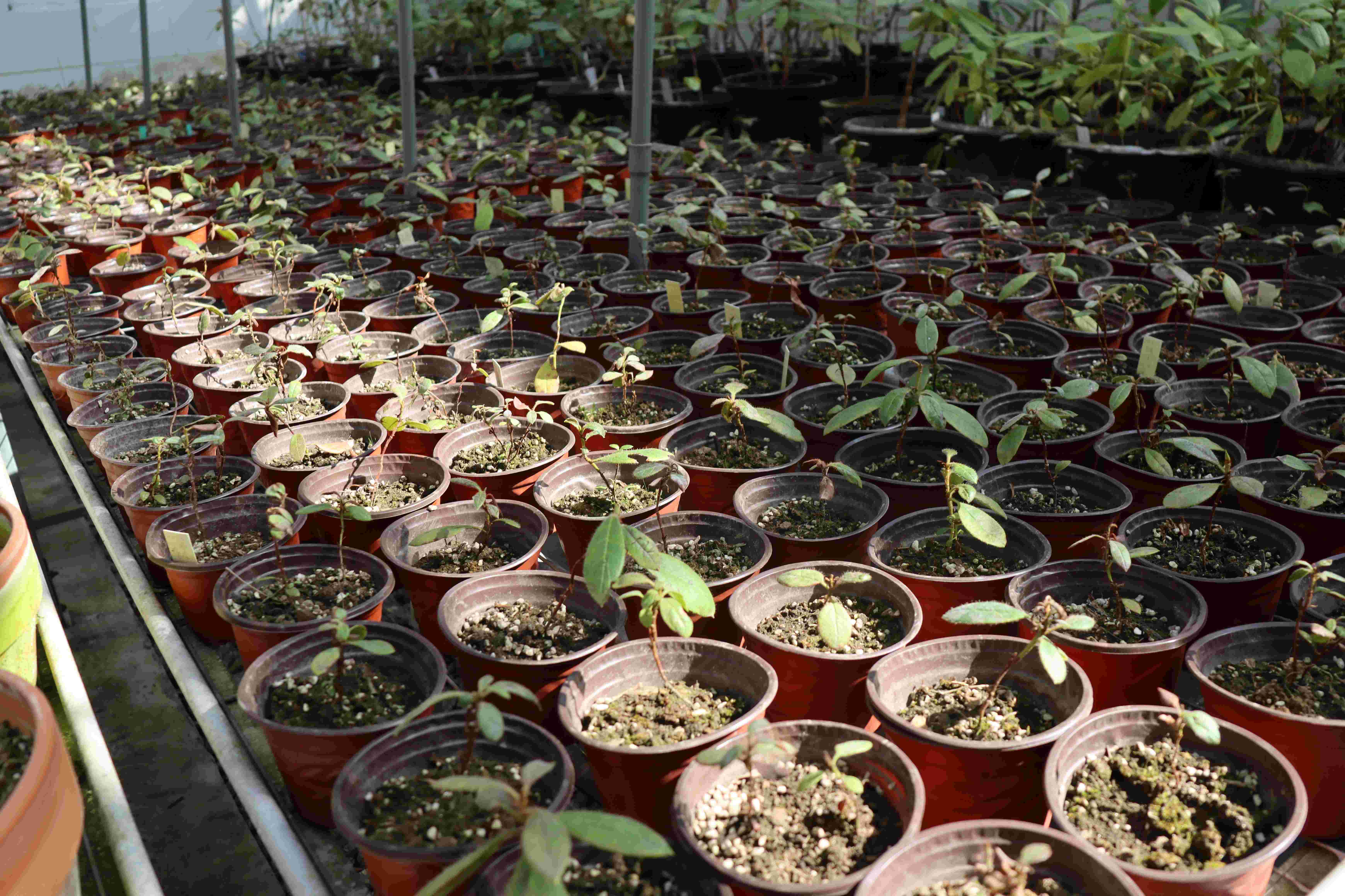（图：庐山植物园 摄 吴疆）.JPG
