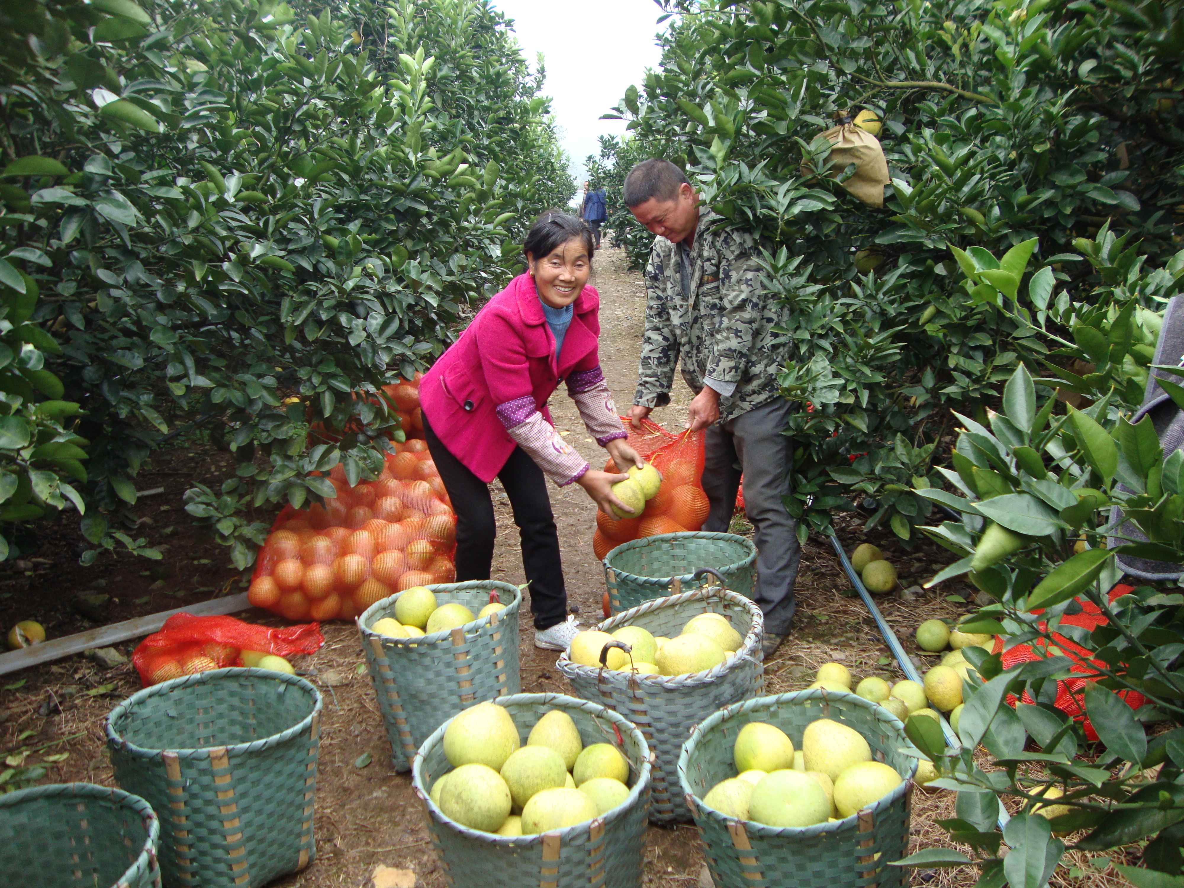 图2： 安福金兰柚采摘(1).jpg