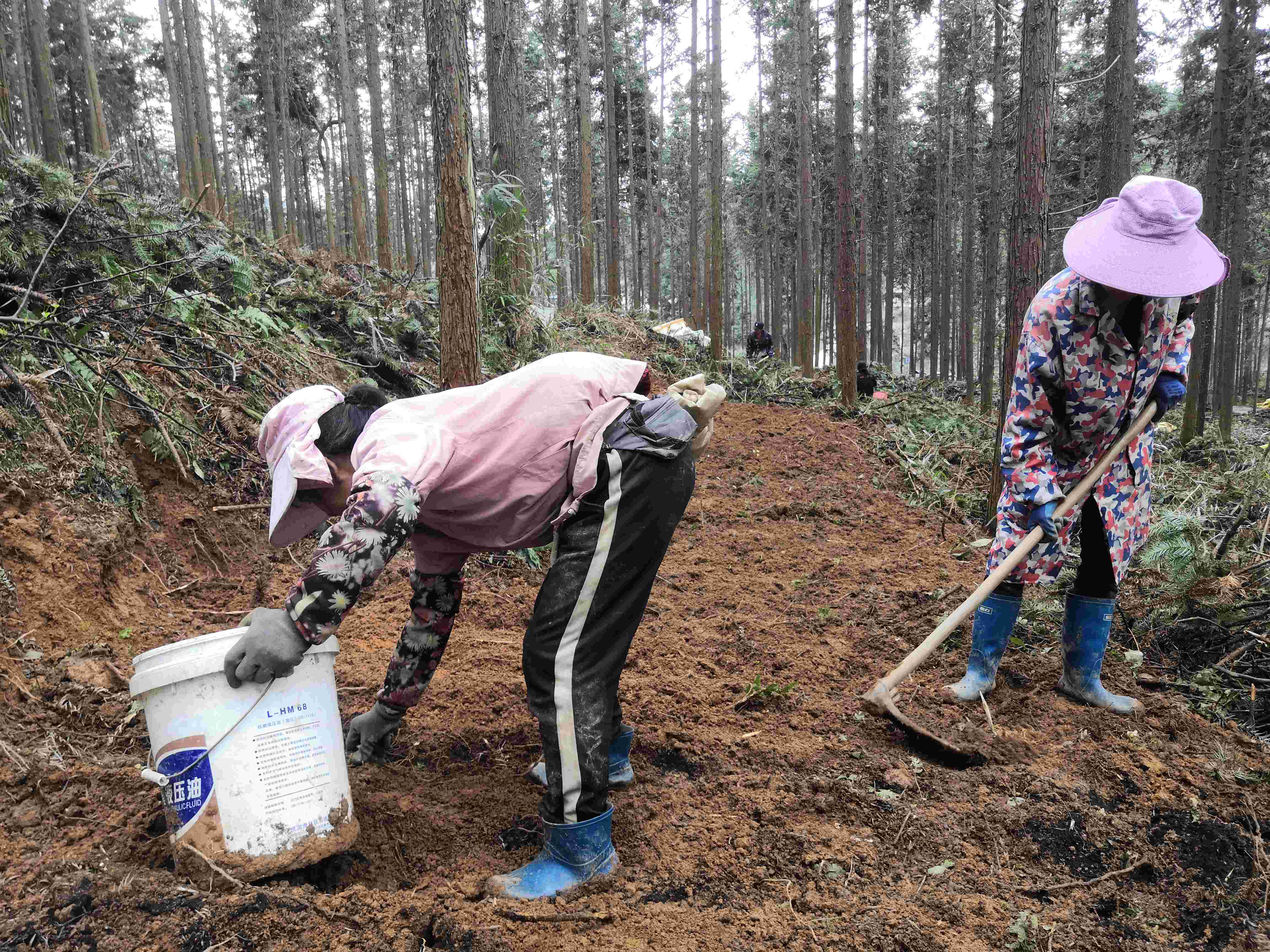 图2：坳上林场组织民工在林间种植中药材(1).jpg