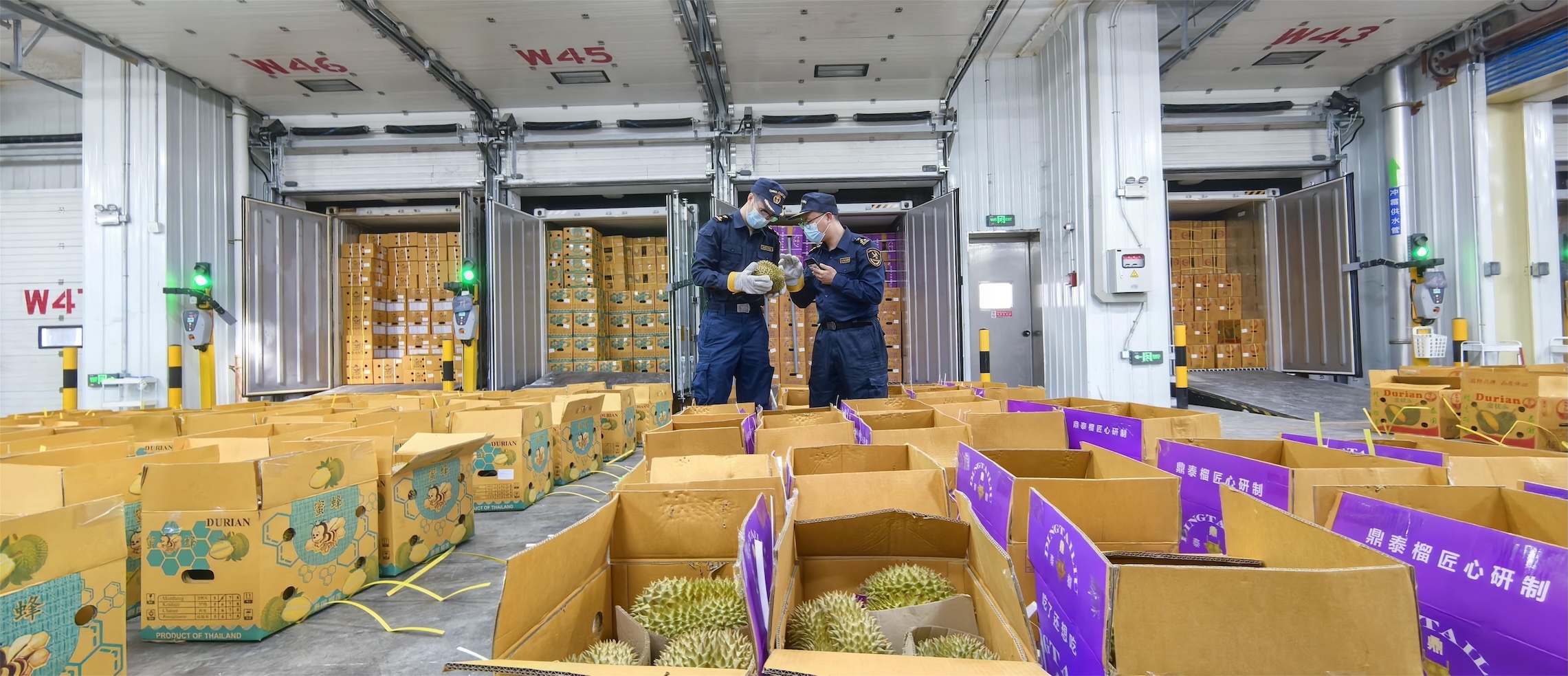 圖為：廣州海關所屬南沙海關關員在南沙國際物流園（南區）冷鏈查驗平台對進口榴蓮進行查驗3.jpg