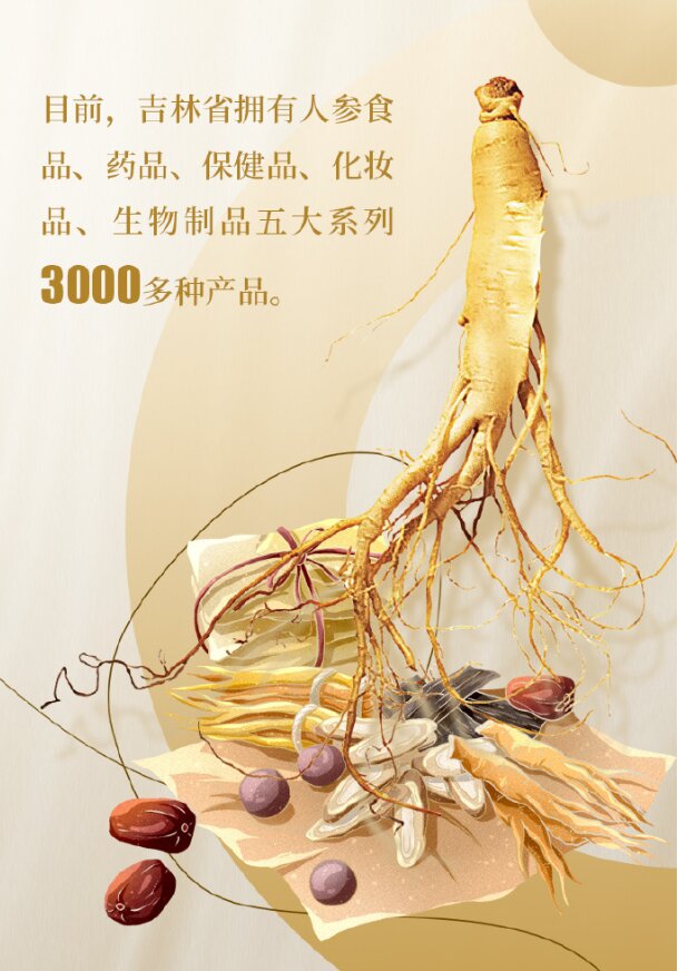 圖說二：吉林的人參產業正走向新的發展階段.JPG