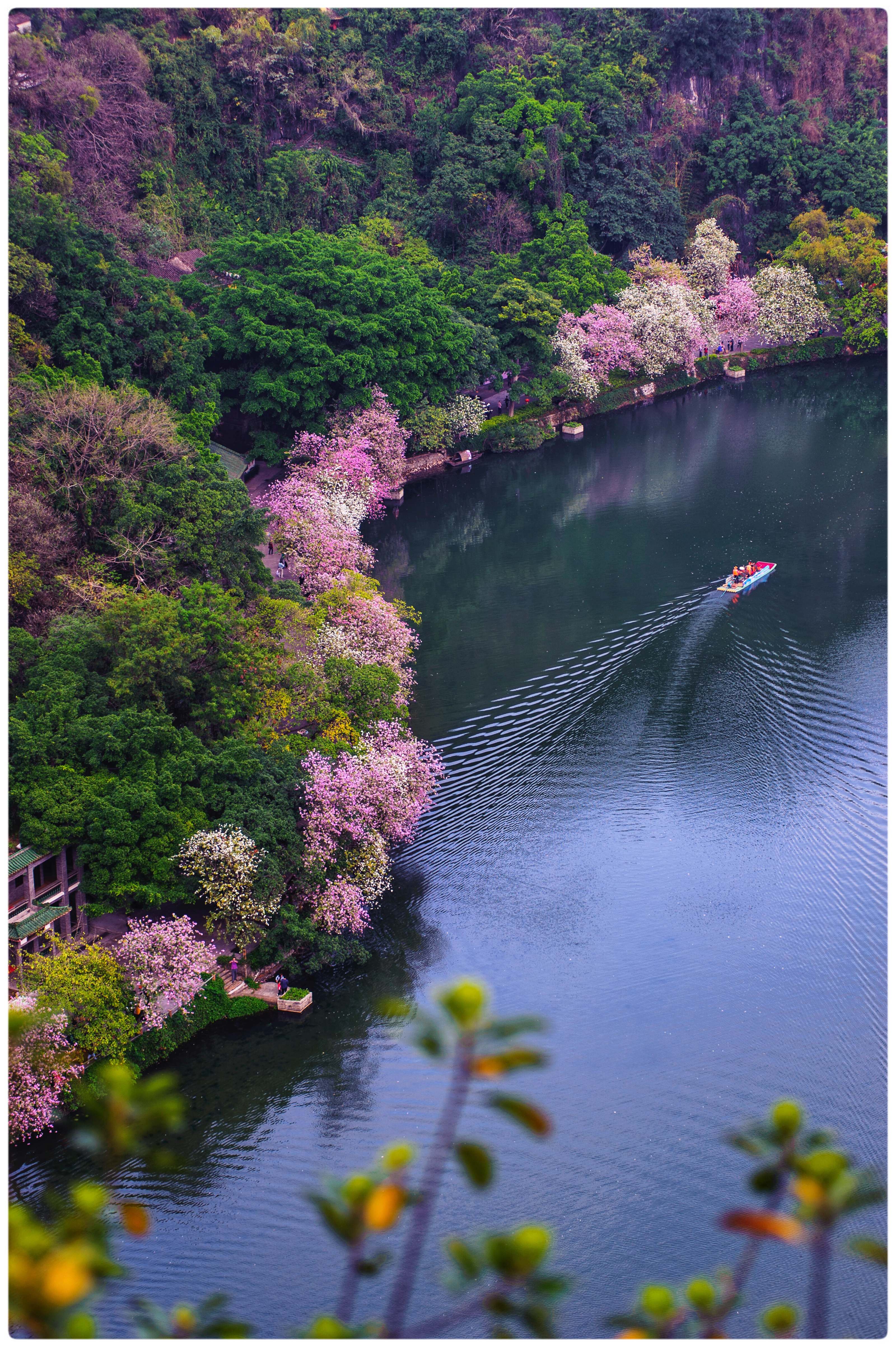 7. 陈荣敏+宫粉紫荆长廊.jpg