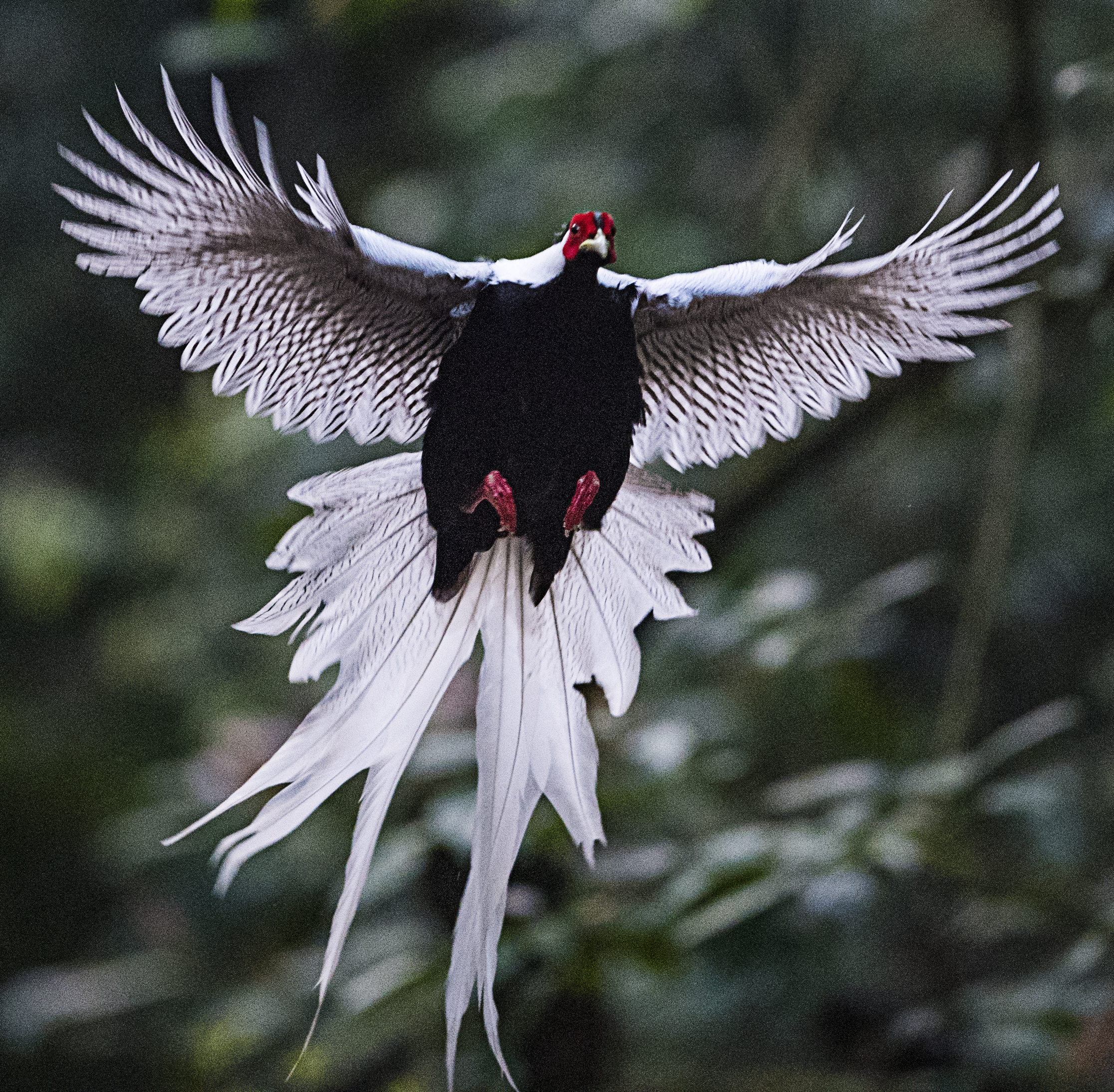 广东省省鸟白鹇  摄影：许庆彬  必用.jpg