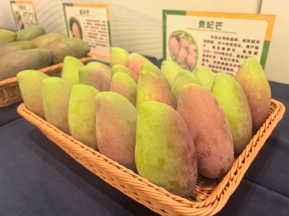 4、百色芒果.jpg