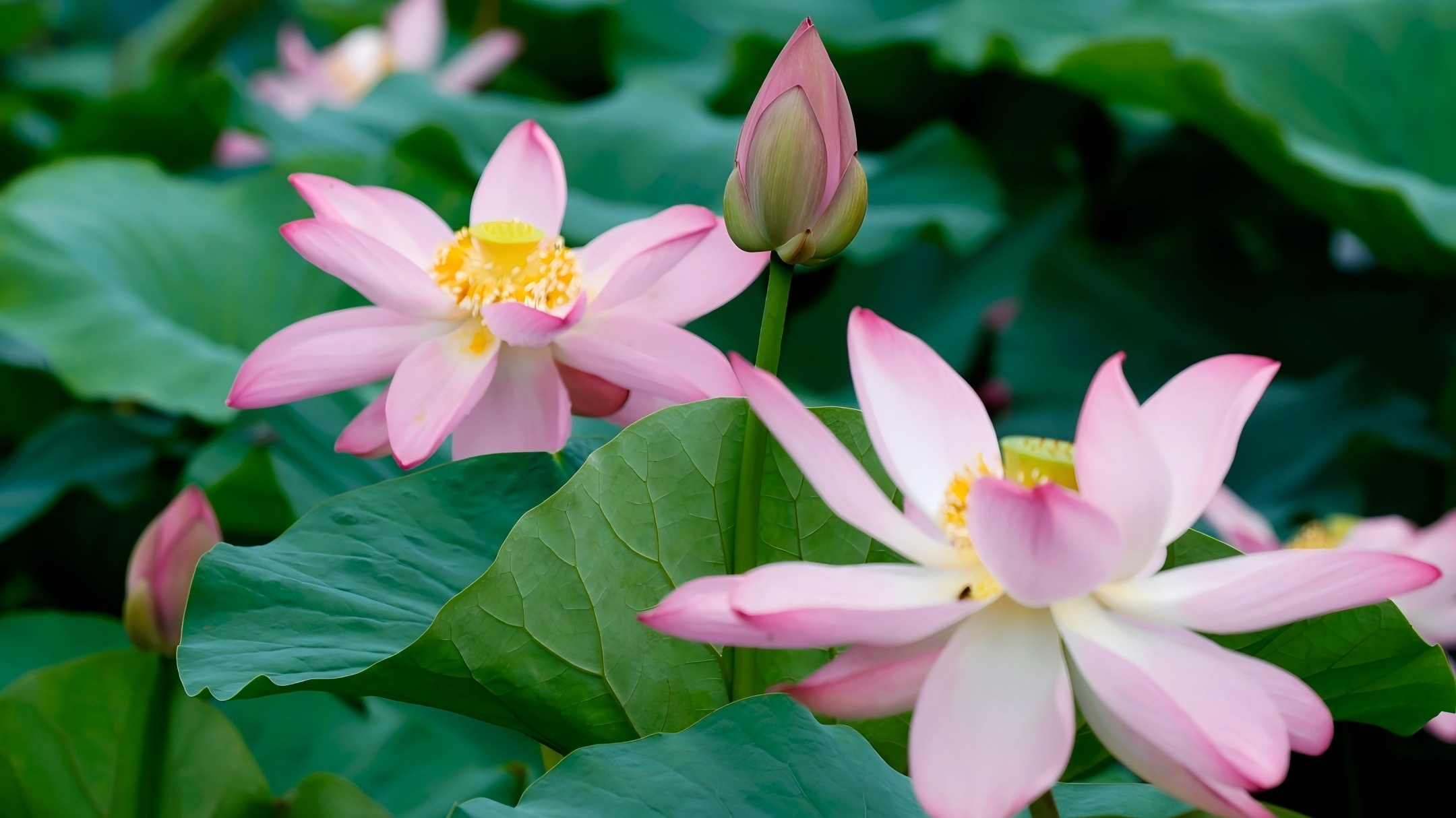 圖說一：大暑時節,荷花開的正好 攝影孟紹東.jpg