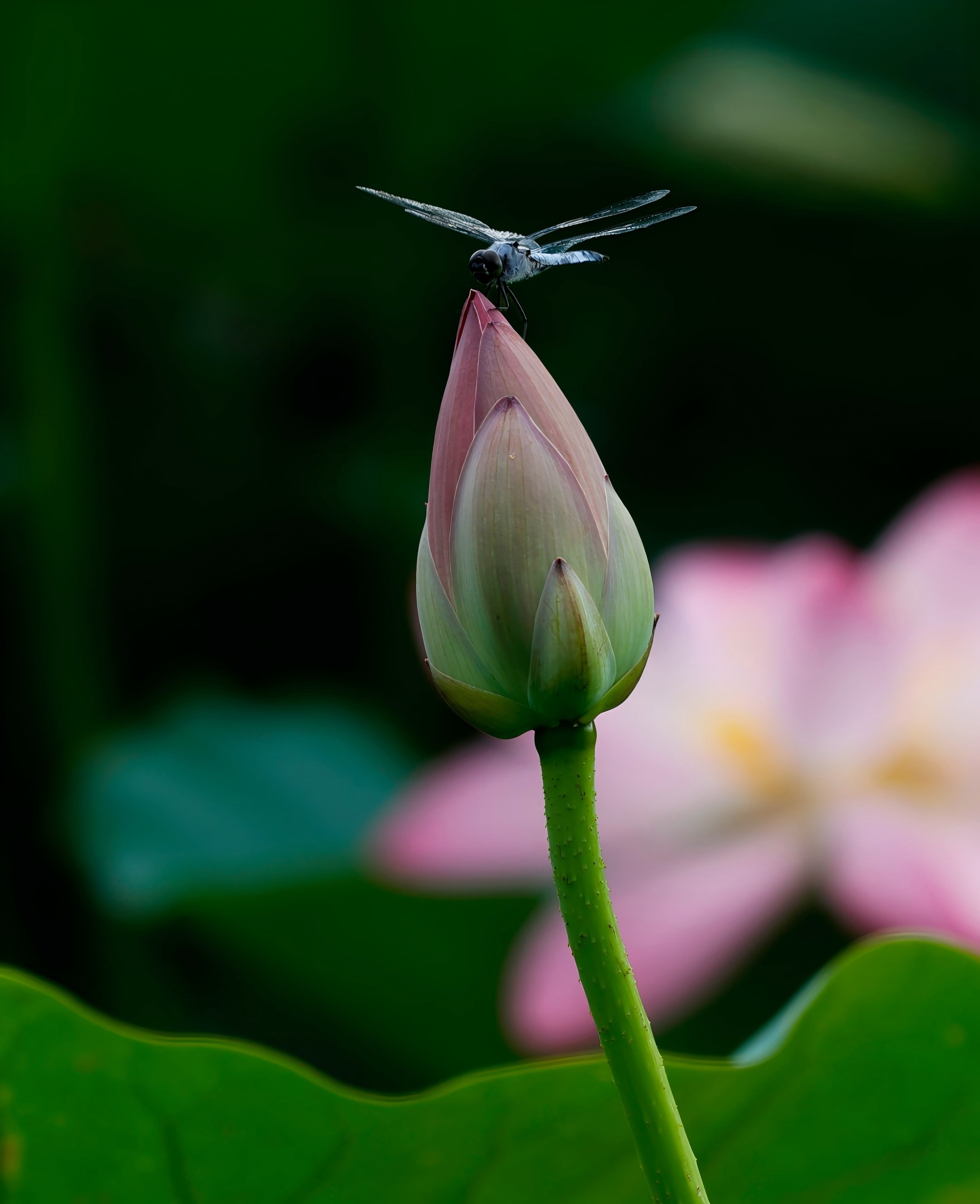 圖說二：捕捉到蜻蜓立在荷尖上 攝影孟紹東.jpg