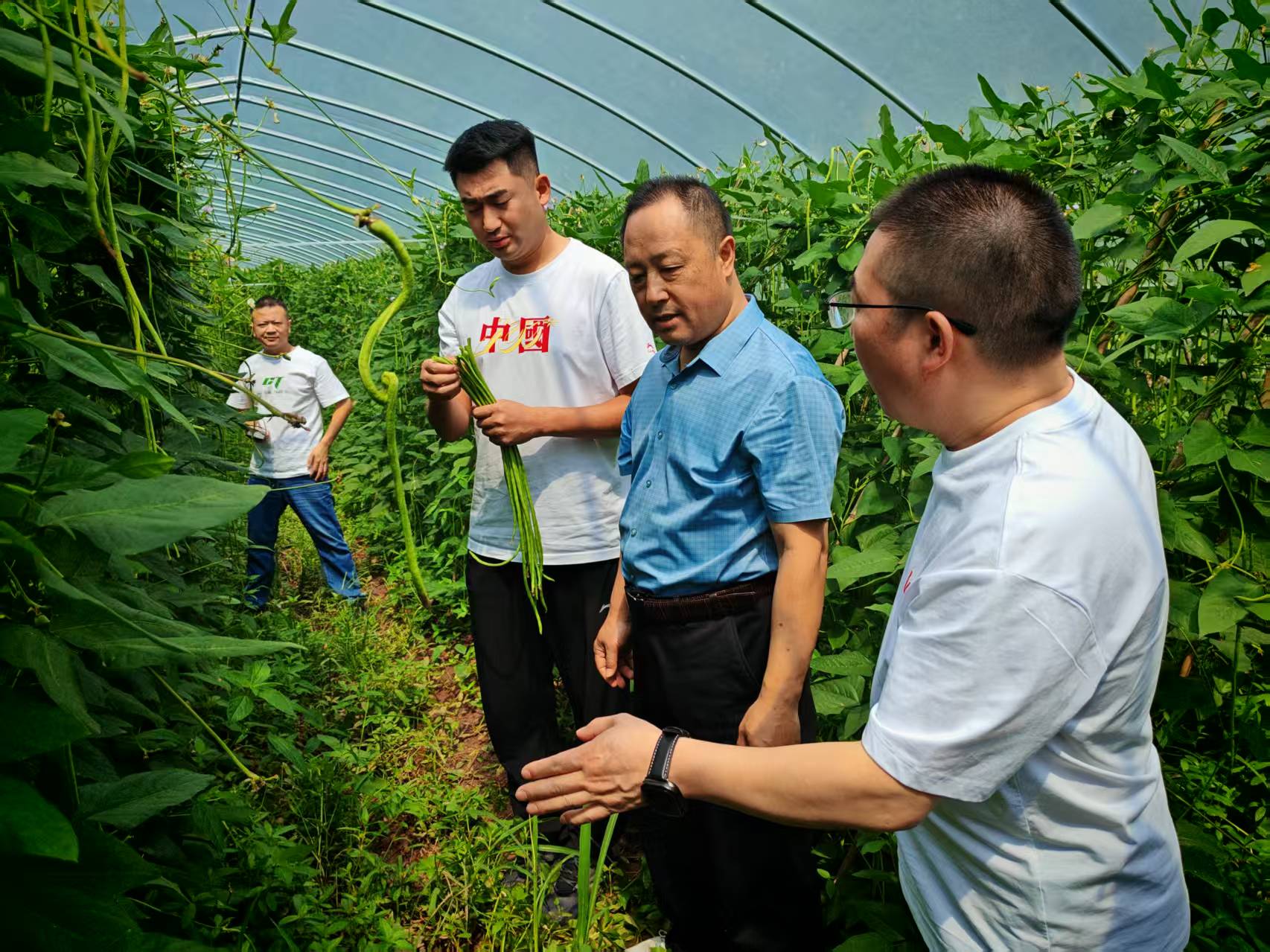 万寨乡向家村片区大棚缸豆喜获丰收 万才能摄.jpg