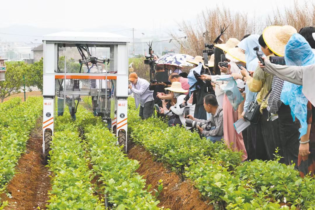 3、在橫州市中華茉莉園，AI智能機械人化身「採茶工」穿梭花田，提高了採摘效率。（葉子榕 攝）.jpg